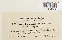 Ceratodon purpureus var. purpureus image