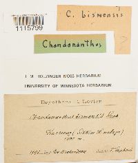 Plicanthus birmensis image