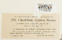 Cinclidium stygium image