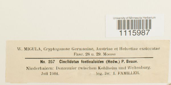 Cinclidotus fontinaloides image