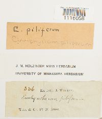 Cirriphyllum piliferum image