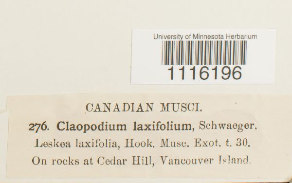 Lescuraea laevifolia image