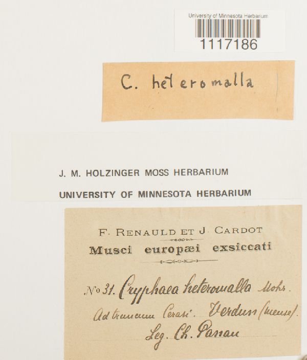 Cryphaea heteromalla image