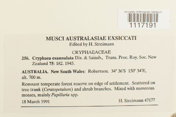 Cryphaea acuminata image