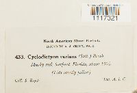 Image of Cyclodictyon varians
