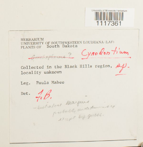 Cynodontium image