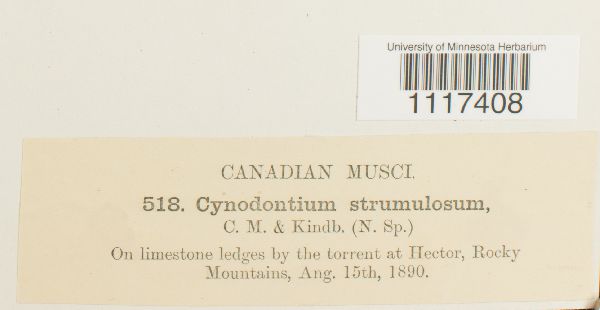 Cynodontium strumulosum image