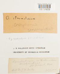 Cynodontium strumulosum image