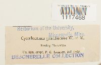 Cynodontium gracilescens image