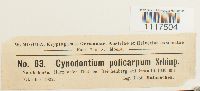 Cynodontium polycarpum image