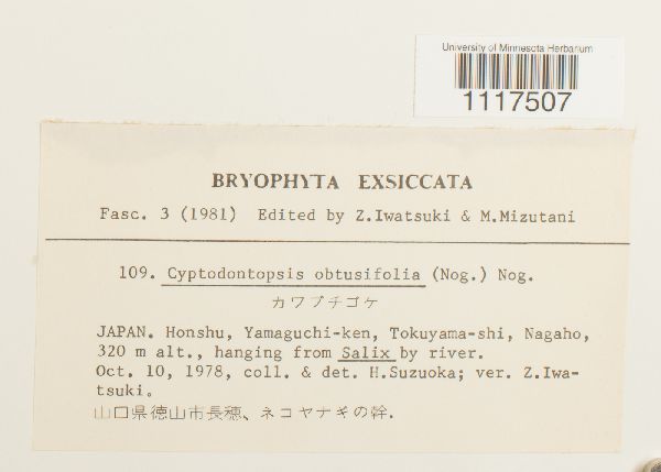 Cyptodontopsis leveillei image