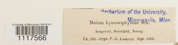 Cyrtomnium hymenophyllum image