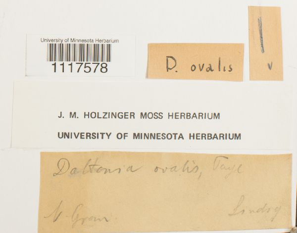 Daltonia ovalis image