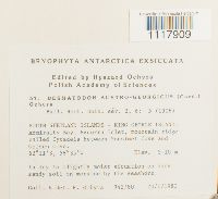 Hennediella antarctica image