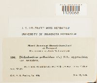 Dichodontium pellucidum var. serratum image