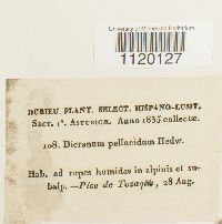 Dichodontium pellucidum image
