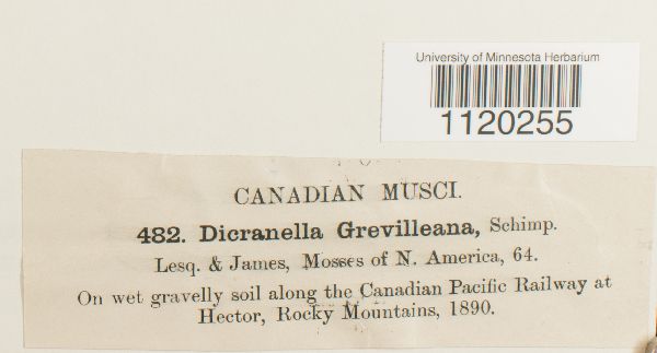 Dicranella grevilleana image