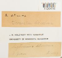 Image of Dicranella ditissima