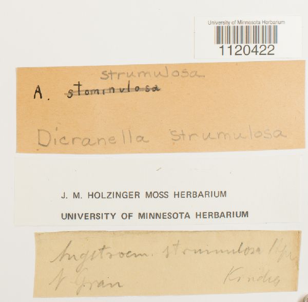 Dicranella strumulosa image