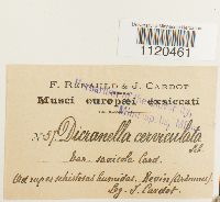 Dicranella cerviculata image