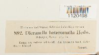 Dicranella heteromalla image