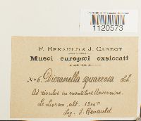 Dicranella palustris image