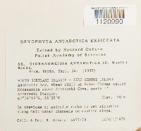 Hymenoloma antarcticum image