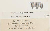 Dicranum scoparium var. recurvatum image