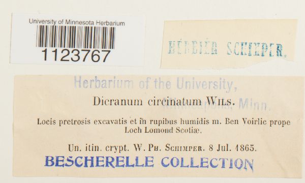 Dicranum circinatum image