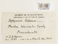 Image of Diphyscium foliosum