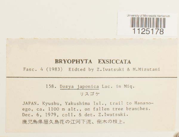 Dozya japonica image