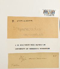 Image of Hamatocaulis vernicosus