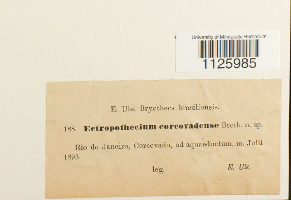 Ectropothecium corcovadense image