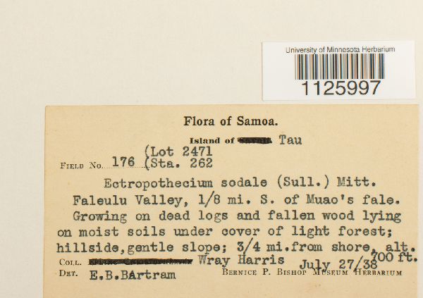 Ectropothecium sodale image