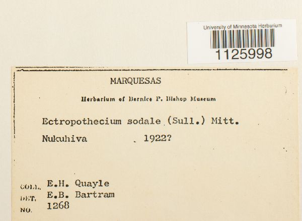 Ectropothecium image