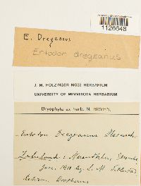 Image of Entodon dregeanus