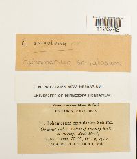 Ephemerum spinulosum image