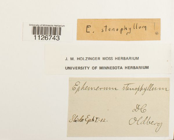 Ephemerum stenophyllum image