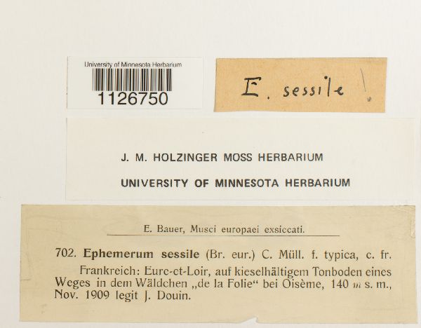 Ephemerum sessile image