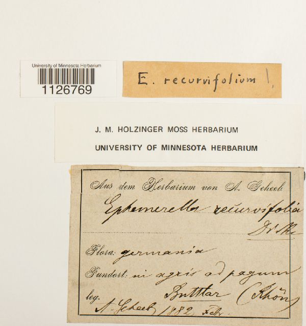 Ephemerum recurvifolium image