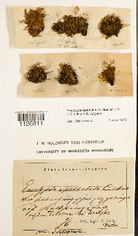 Encalypta spathulata image