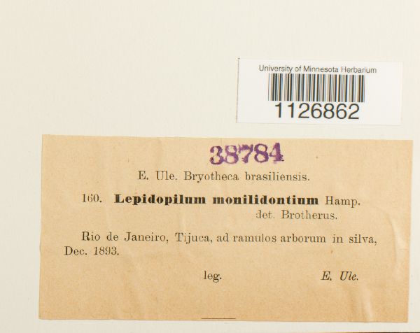 Eriopus monilidontius image