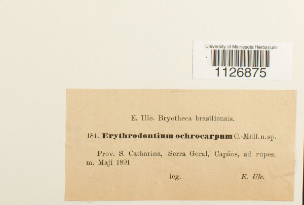 Erythrodontium ochrocarpum image