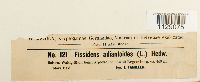 Fissidens adianthoides image