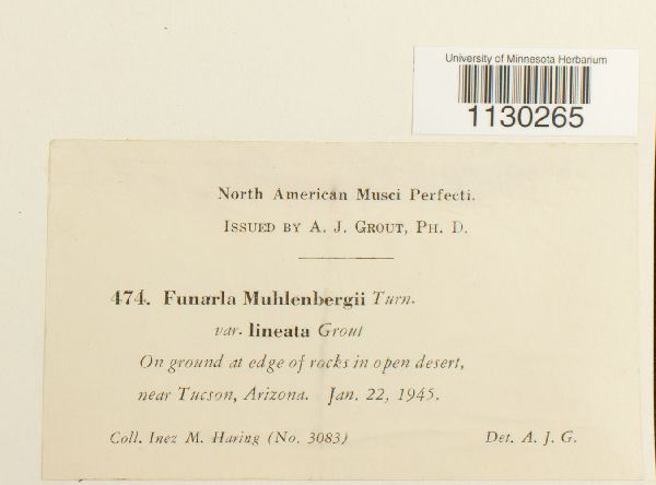 Funaria muhlenbergii var. lineata image
