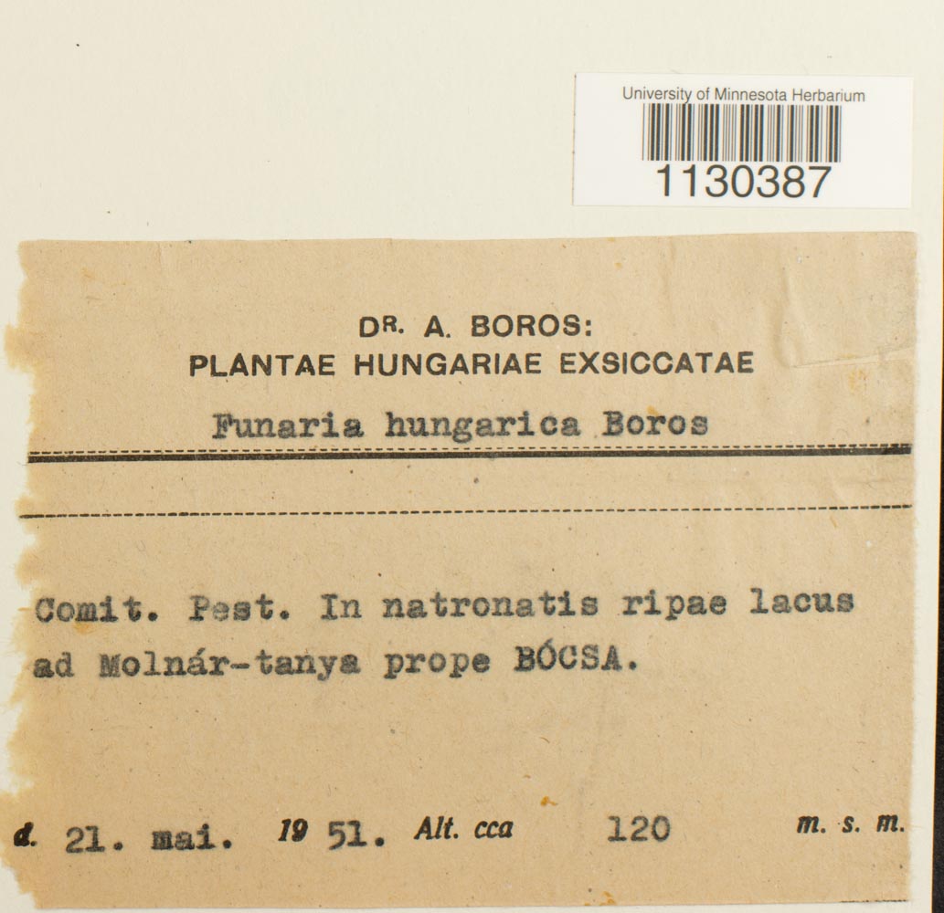 Entosthodon hungaricus image