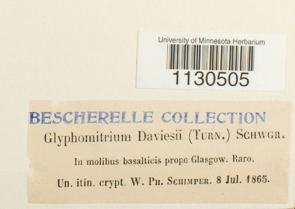 Glyphomitrium daviesii image