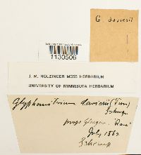 Glyphomitrium daviesii image