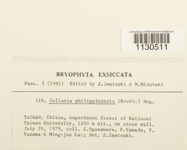 Gollania philippinensis image