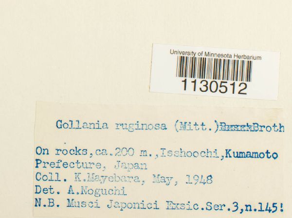 Gollania ruginosa image